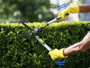 hedge-trimming