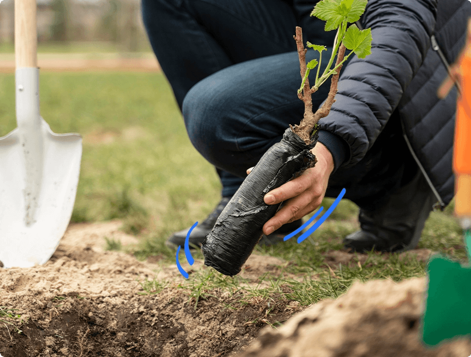 tree-planting